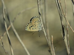 Pseudophilotes panoptes