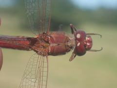 Orthemis nodiplaga