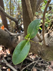 Avicennia germinans