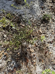 Baccharis glomeruliflora