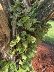 Pleopeltis michauxiana