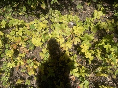 Hydrastis canadensis