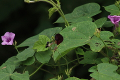 Macroptilium atropurpureum