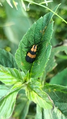Calopteron