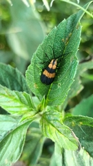 Calopteron