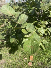Coccoloba uvifera