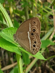 Mycalesis mineus