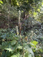 Agastache scrophulariifolia