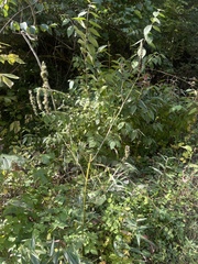 Agastache scrophulariifolia