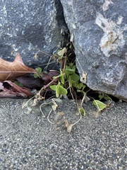 Oxalis corniculata