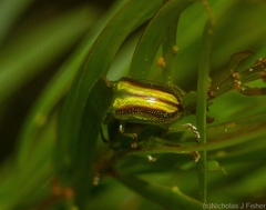 Calomela juncta