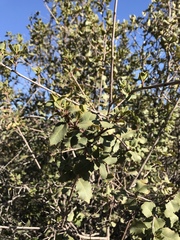 Quercus turbinella