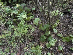 Hydrastis canadensis