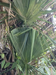 Sabal palmetto