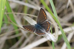 Aricia agestis