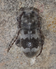 Parmena pubescens