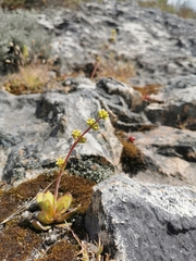 Crassula