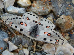 Parnassius apollonius