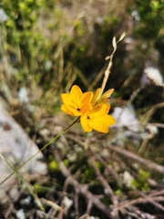 Ixia dubia
