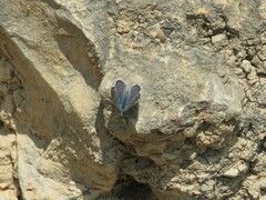 Pseudophilotes panoptes