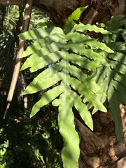 Phlebodium aureum