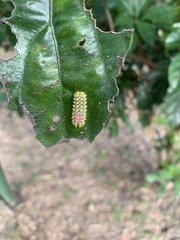 Cyclosia papilionaris