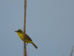 Pseudocolopteryx acutipennis