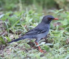 Turdus plumbeus