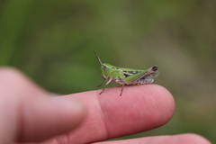 Stenobothrus lineatus