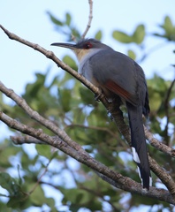 Coccyzus longirostris