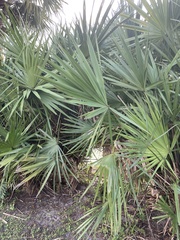 Serenoa repens