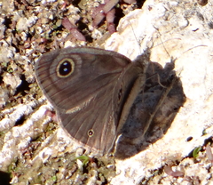 Ypthima asterope hereroica