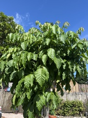 Polyscias guilfoylei