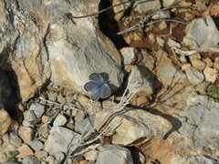 Pseudophilotes panoptes