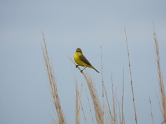 Pseudocolopteryx acutipennis