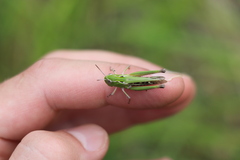 Stenobothrus lineatus
