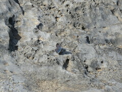 Pseudophilotes panoptes