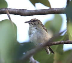 Vireo altiloquus