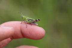 Stenobothrus lineatus