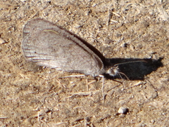 Ypthima asterope hereroica