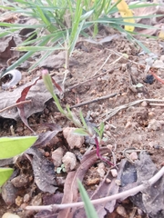 Symphyotrichum subulatum