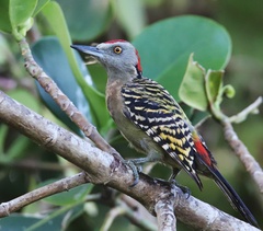 Melanerpes striatus