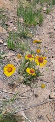 Gaillardia aristata
