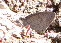 Ypthima asterope hereroica