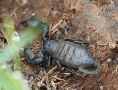 Hormuridae