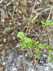 Lantana involucrata