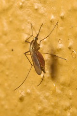 Aedes trivittatus