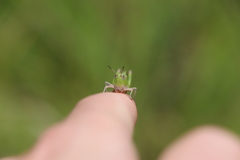Stenobothrus lineatus
