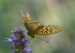 Argynnis