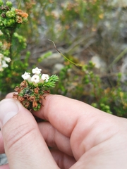 Erica denticulata
